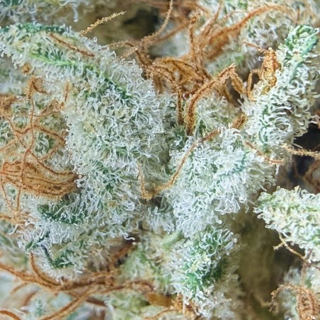 Cookies Kush 5 CBD – Fleur indoor LUXURY FARM