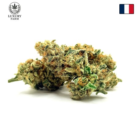 Cookies Kush 4 CBD – Fleur indoor LUXURY FARM