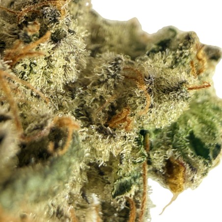 Cookies Kush 4 CBD – Fleur indoor LUXURY FARM