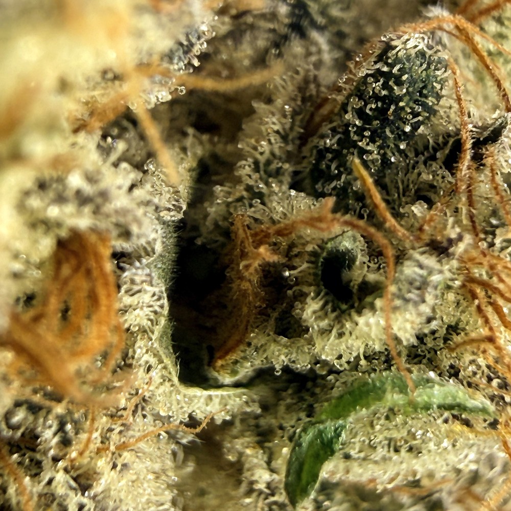 Cookies Kush 4 CBD – Fleur indoor LUXURY FARM
