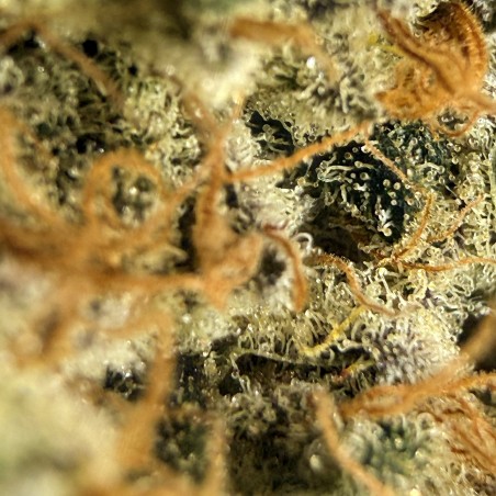 Cookies Kush 4 CBD – Fleur indoor LUXURY FARM