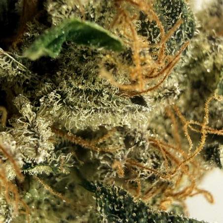 Cookies Kush 4 CBD – Fleur indoor LUXURY FARM