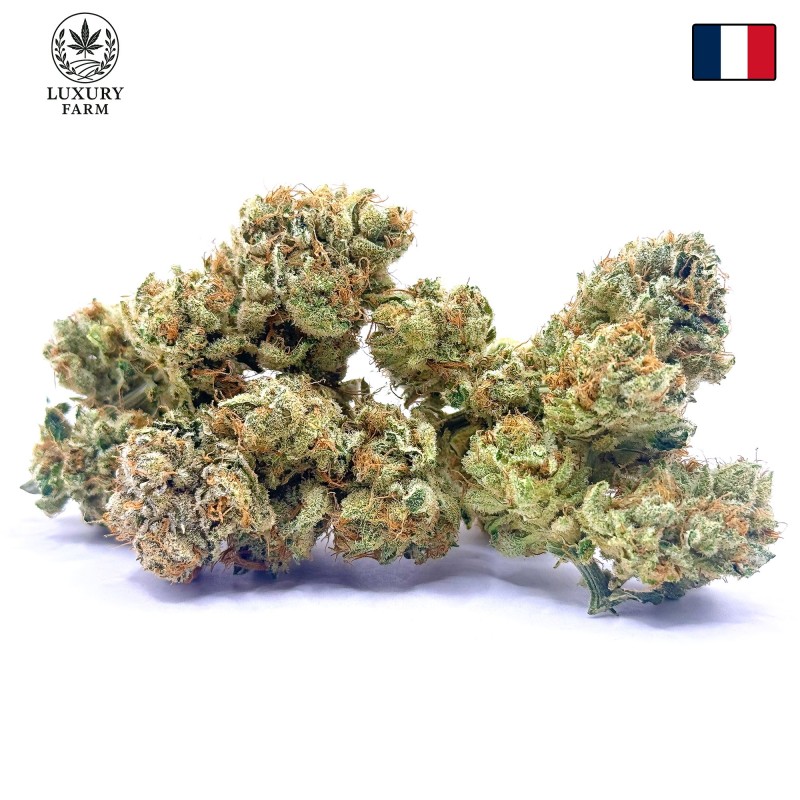 Super Yak 4 CBD – Fleur indoor produite par LUXURY FARM