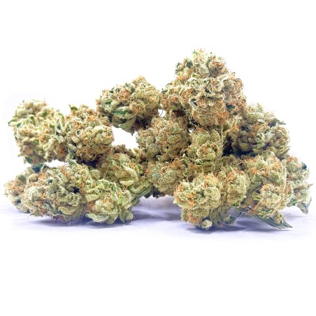 Super Yak 4 CBD – Fleur indoor produite par LUXURY FARM