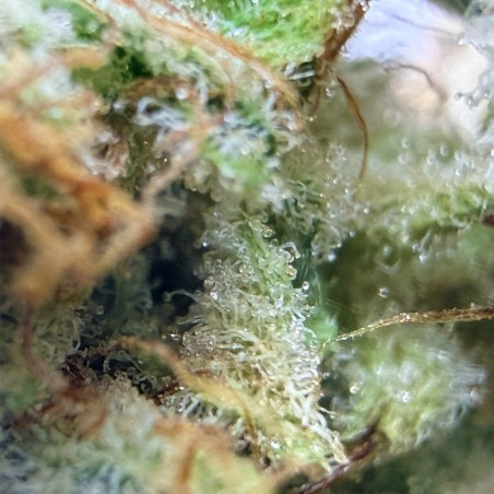 Super Yak 4 CBD – Fleur indoor produite par LUXURY FARM