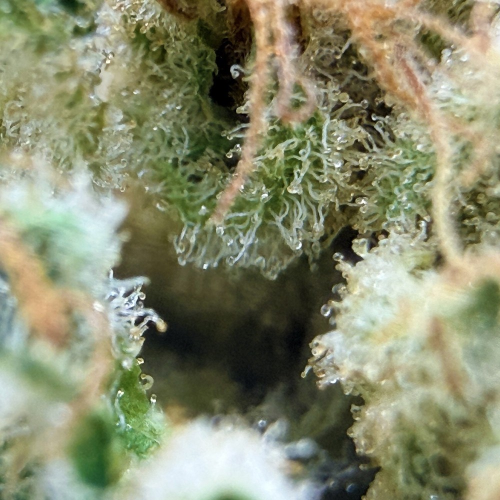 Super Yak 4 CBD – Fleur indoor produite par LUXURY FARM