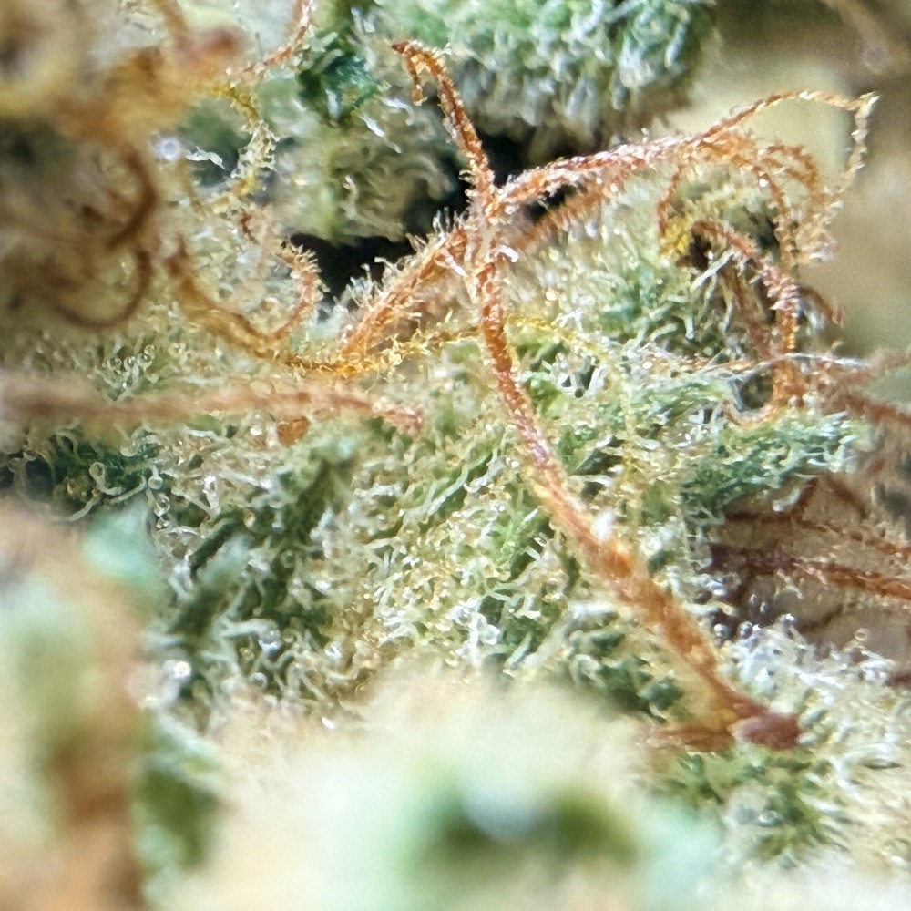 Super Yak 4 CBD – Fleur indoor produite par LUXURY FARM