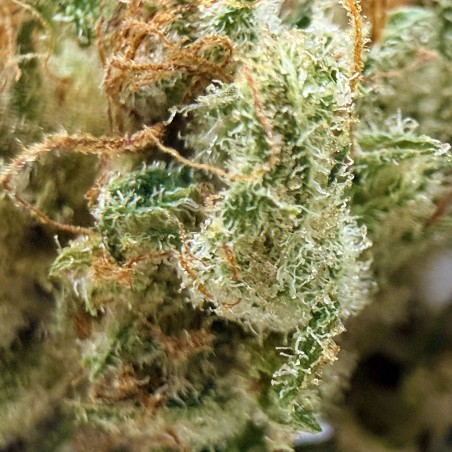 Super Yak 4 CBD – Fleur indoor produite par LUXURY FARM
