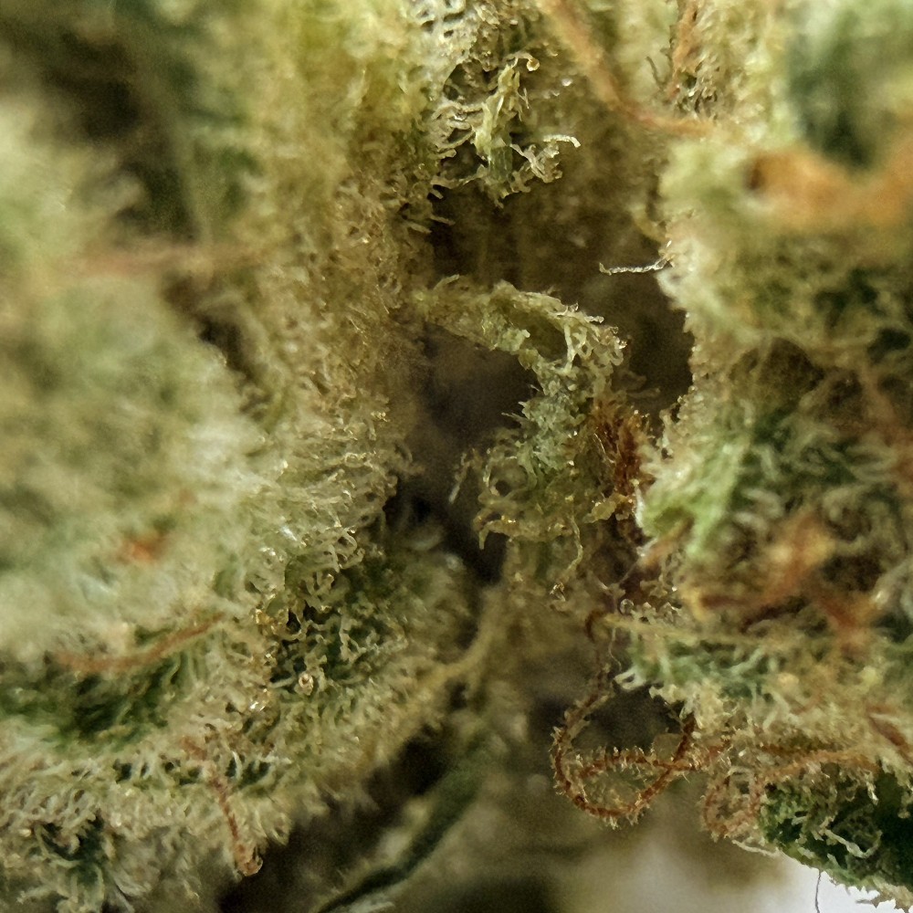 Super Yak 4 CBD – Fleur indoor produite par LUXURY FARM