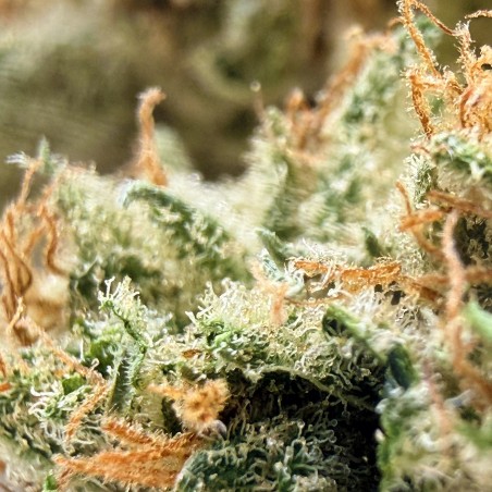 Super Yak 4 CBD – Fleur indoor produite par LUXURY FARM