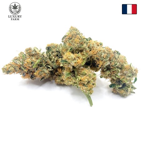 Super Yak 1 CBD – Fleur indoor LUXURY FARM