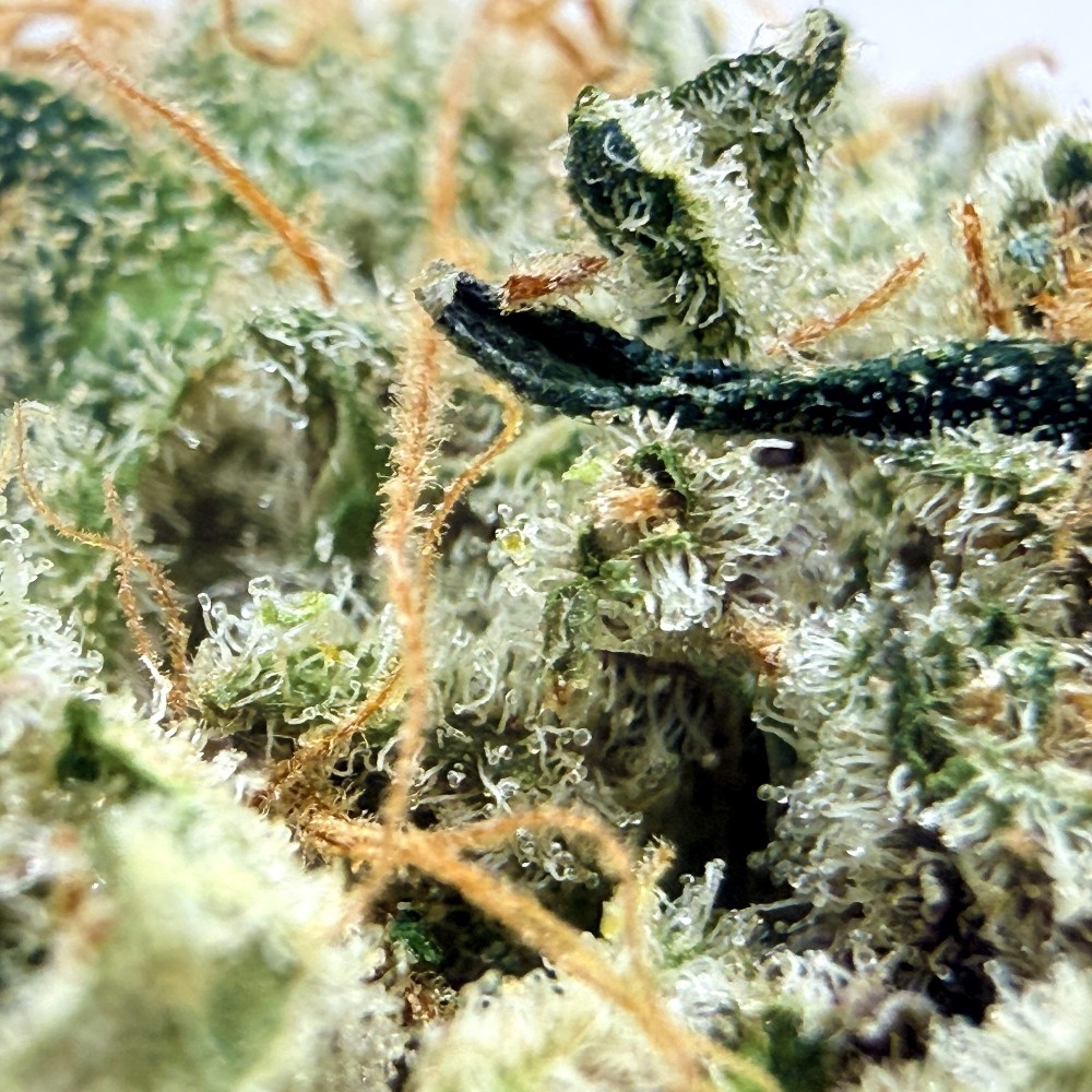 Super Yak 1 CBD – Fleur indoor LUXURY FARM