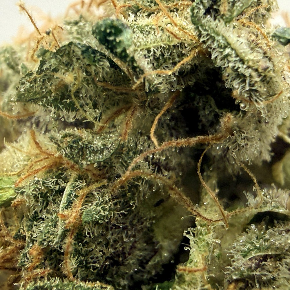Super Yak 1 CBD – Fleur indoor LUXURY FARM