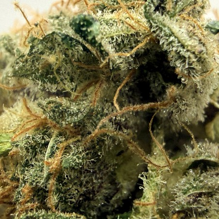 Super Yak 1 CBD – Fleur indoor LUXURY FARM