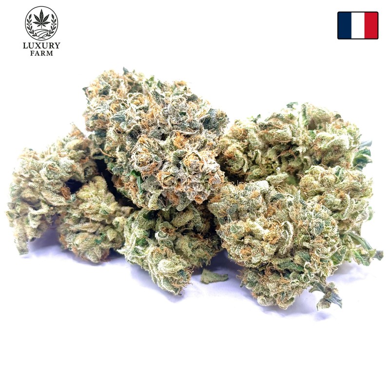 Super Yak 2 CBD – Fleur indoor LUXURY FARM