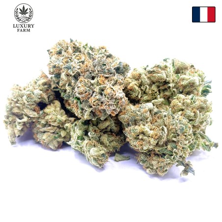 Super Yak 2 CBD – Fleur indoor LUXURY FARM