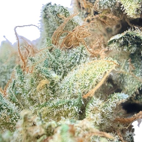 Super Yak 2 CBD – Fleur indoor LUXURY FARM