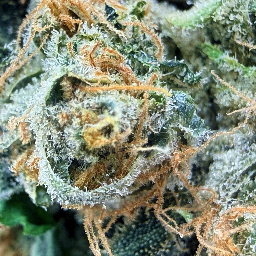 Super Yak 2 CBD – Fleur indoor LUXURY FARM