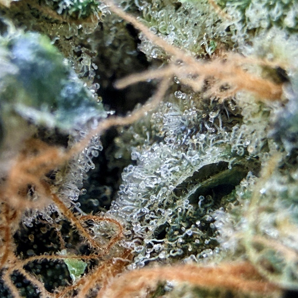 Super Yak 2 CBD – Fleur indoor LUXURY FARM
