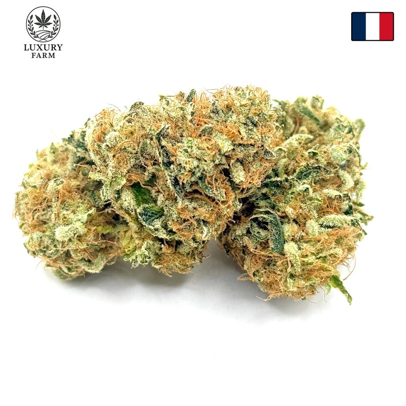Super Yak 3 CBD – Fleur indoor LUXURY FARM