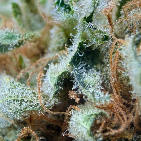 Super Yak 3 CBD – Fleur indoor LUXURY FARM