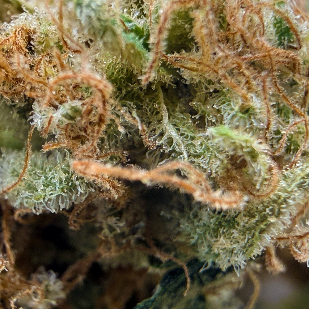 Super Yak 3 CBD – Fleur indoor LUXURY FARM