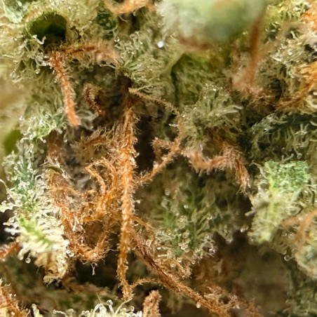 Super Yak 3 CBD – Fleur indoor LUXURY FARM
