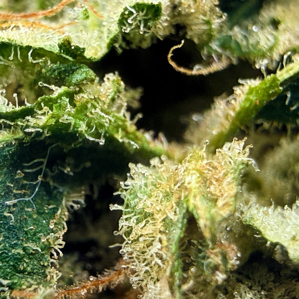 Super Yak 3 CBD – Fleur indoor LUXURY FARM