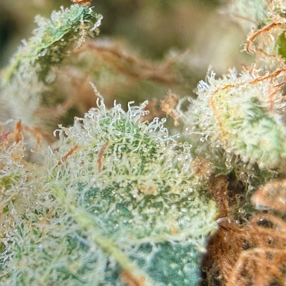 Super Yak 3 CBD – Fleur indoor LUXURY FARM