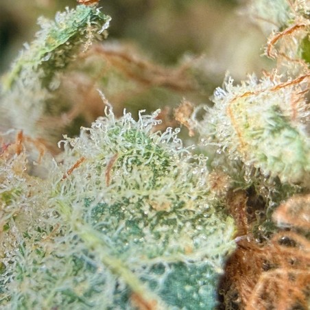 Super Yak 3 CBD – Fleur indoor LUXURY FARM