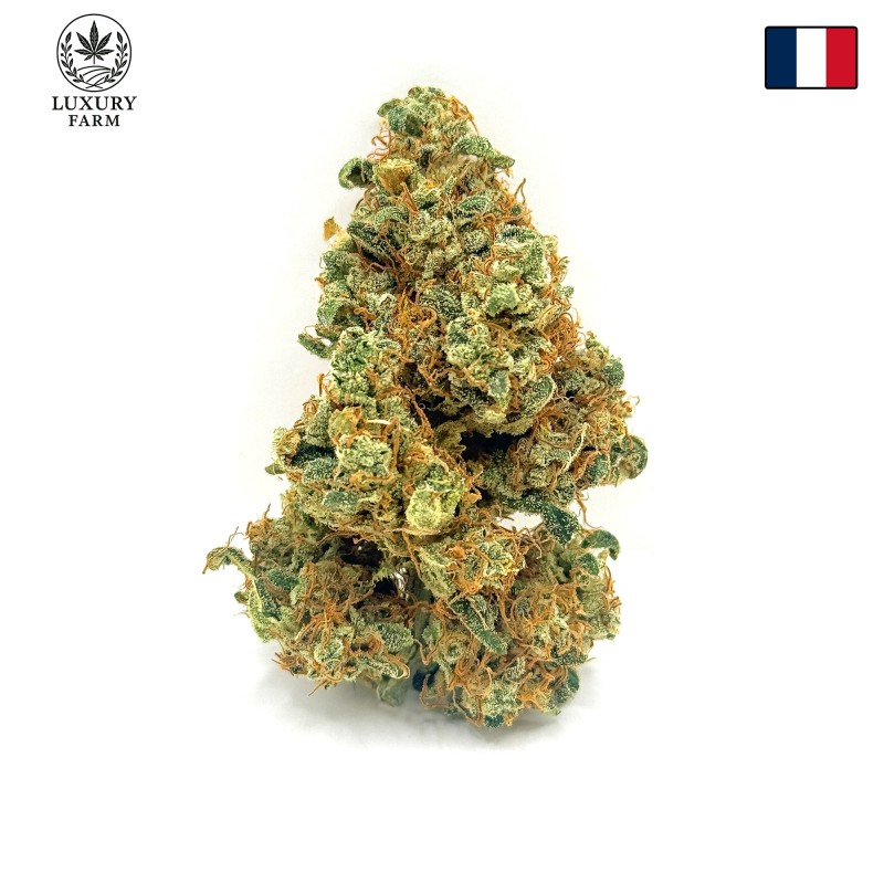 Cookies Kush 3 CBD – Fleur indoor LUXURY FARM