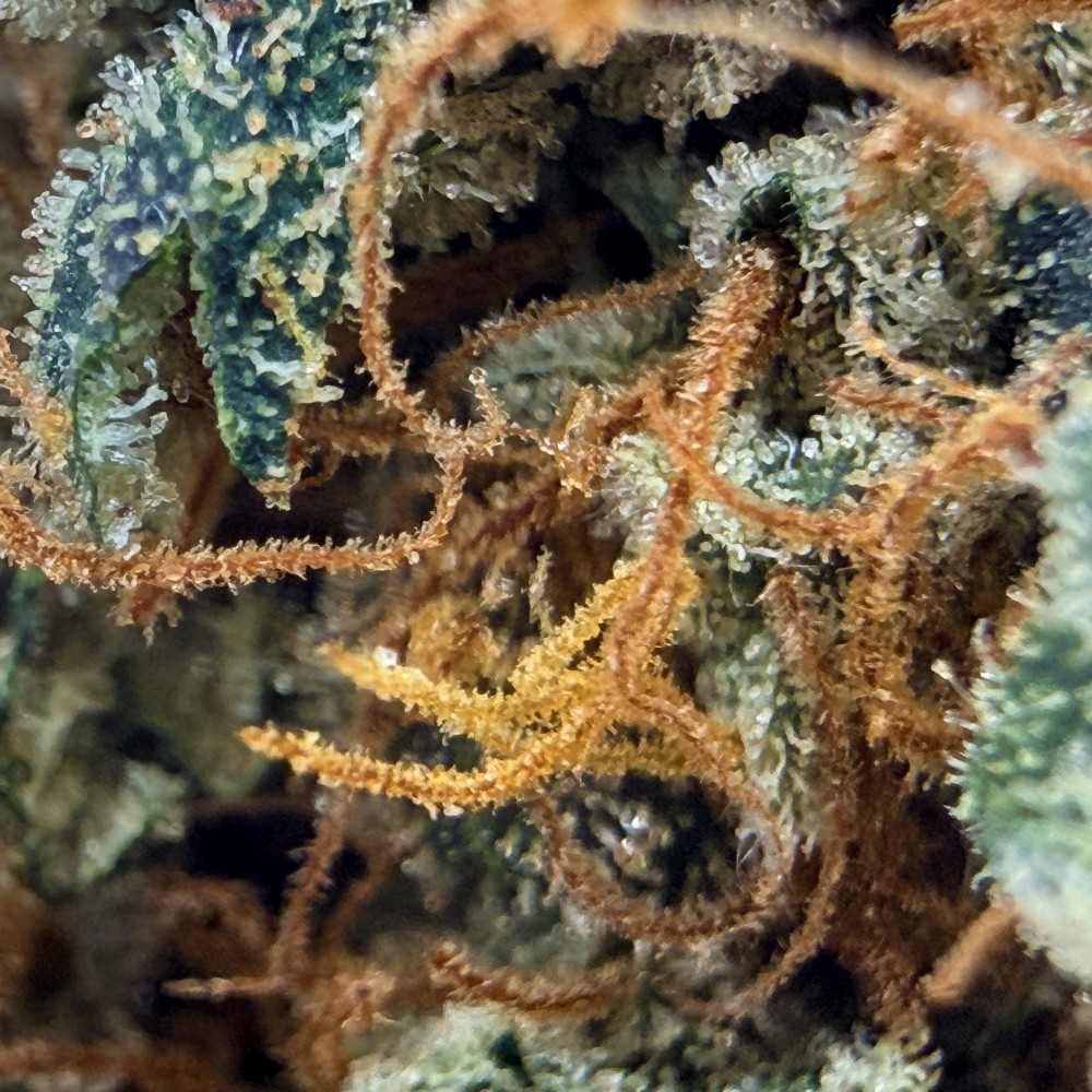 Cookies Kush 3 CBD – Fleur indoor LUXURY FARM