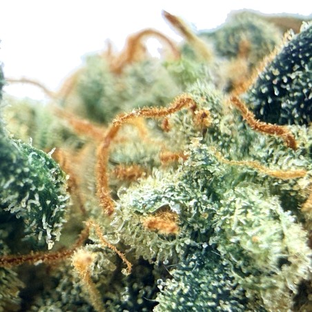 Cookies Kush 3 CBD – Fleur indoor LUXURY FARM