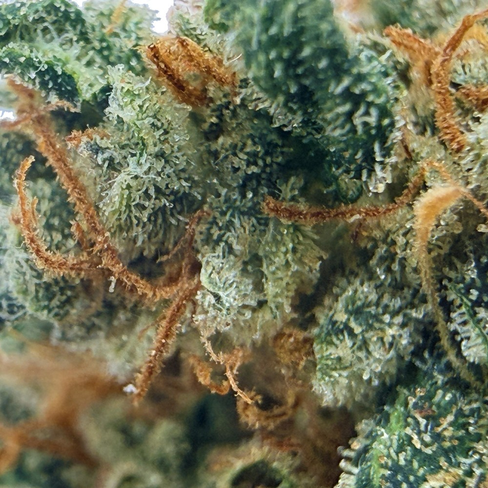 Cookies Kush 3 CBD – Fleur indoor LUXURY FARM