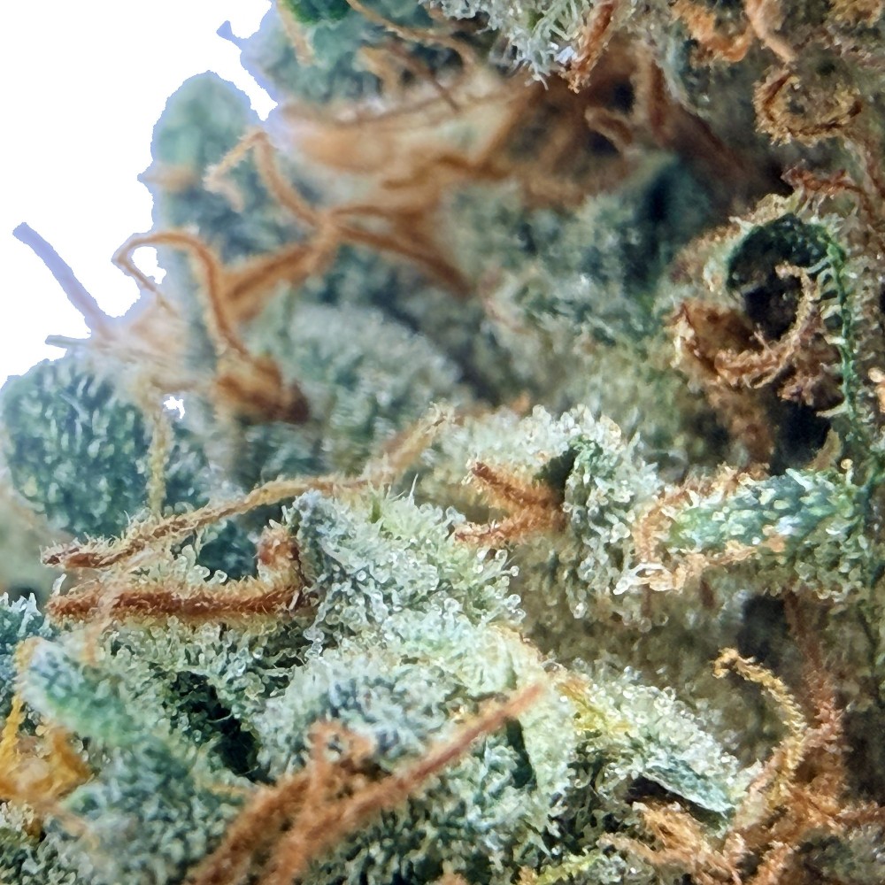 Cookies Kush 3 CBD – Fleur indoor LUXURY FARM