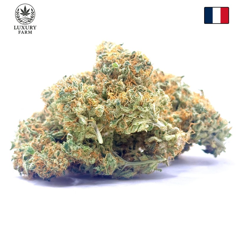 Cookies Kush 1 CBD – Fleur indoor LUXURY FARM