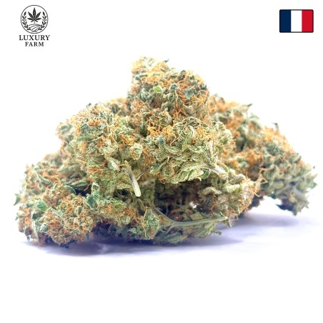 Cookies Kush 1 CBD – Fleur indoor LUXURY FARM