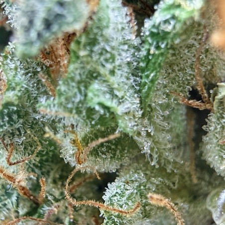 Cookies Kush 1 CBD – Fleur indoor LUXURY FARM