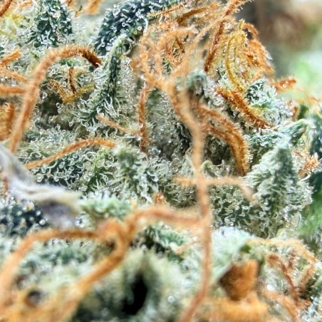 Cookies Kush 1 CBD – Fleur indoor LUXURY FARM