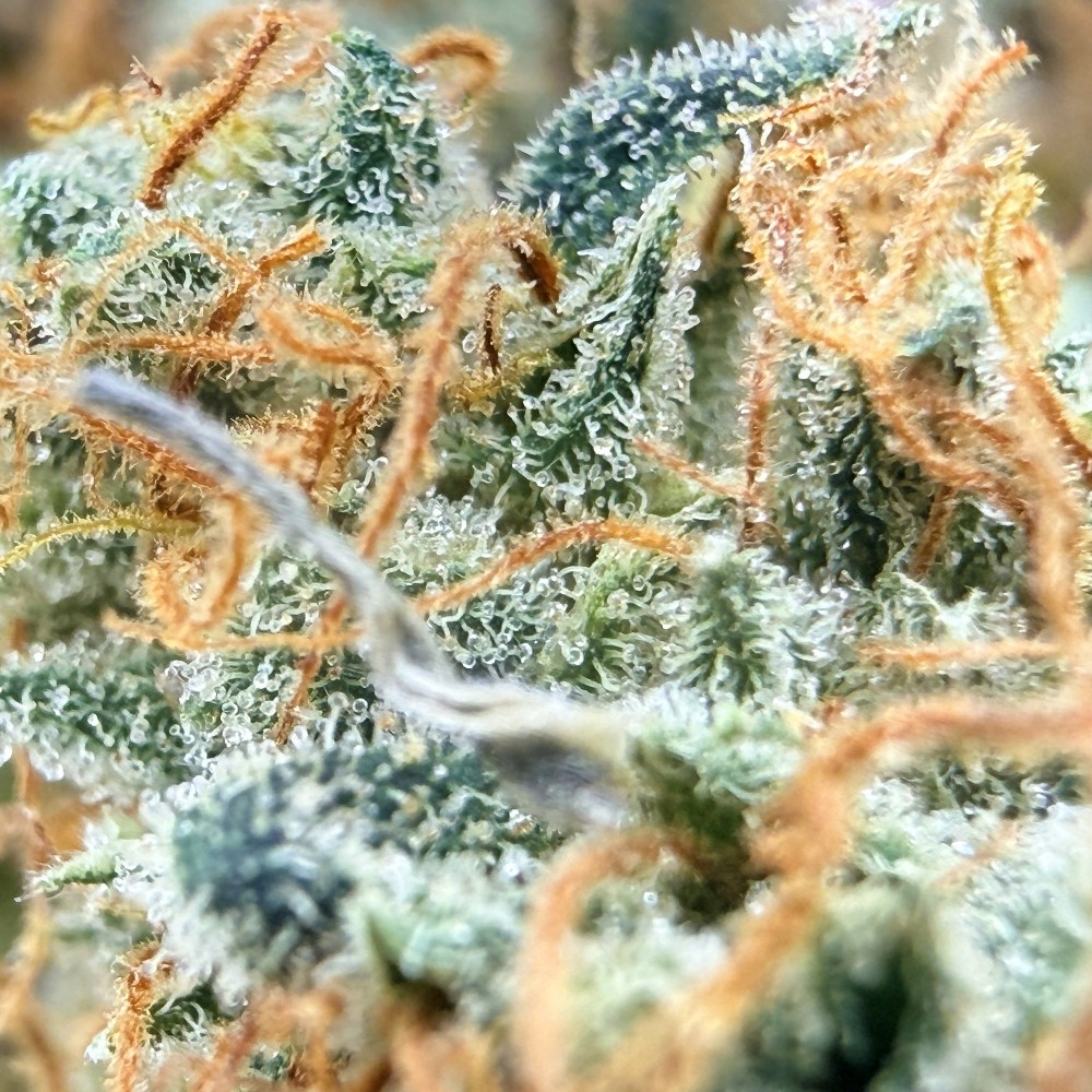 Cookies Kush 1 CBD – Fleur indoor LUXURY FARM
