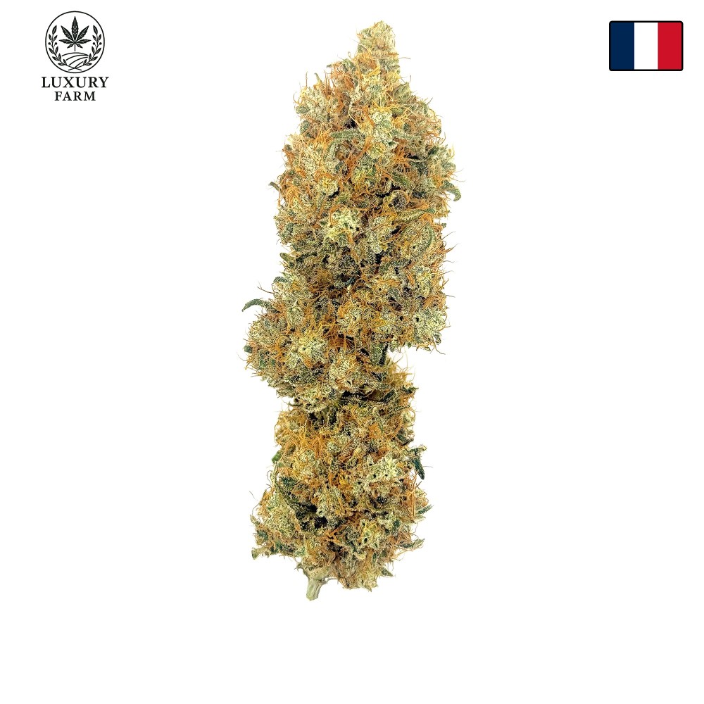 Cookies Kush 2 CBD – Fleur indoor LUXURY FARM
