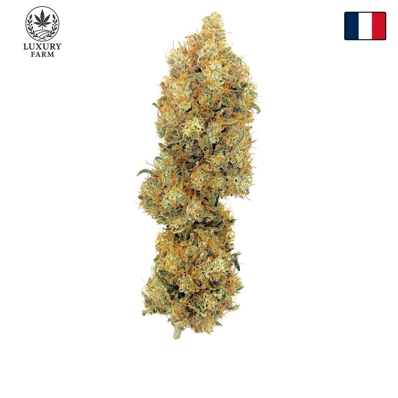 Cookies Kush 2 CBD – Fleur indoor LUXURY FARM