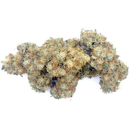 Cookies Kush 2 CBD – Fleur indoor LUXURY FARM