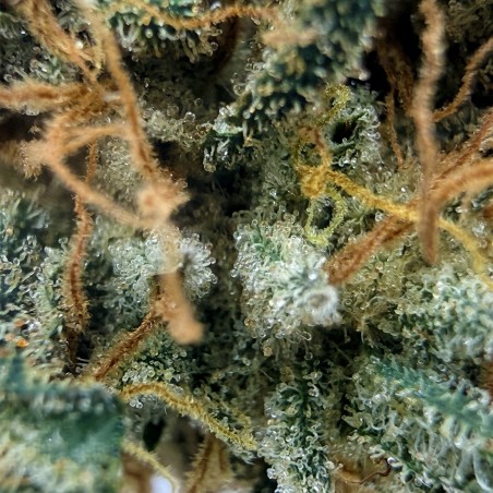 Cookies Kush 2 CBD – Fleur indoor LUXURY FARM