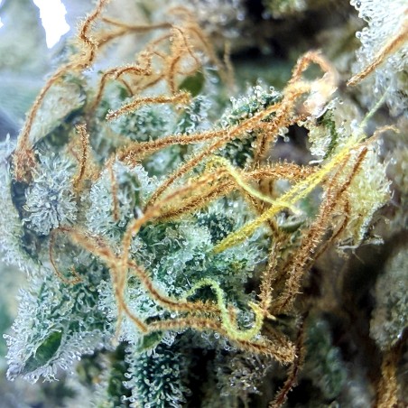 Cookies Kush 2 CBD – Fleur indoor LUXURY FARM