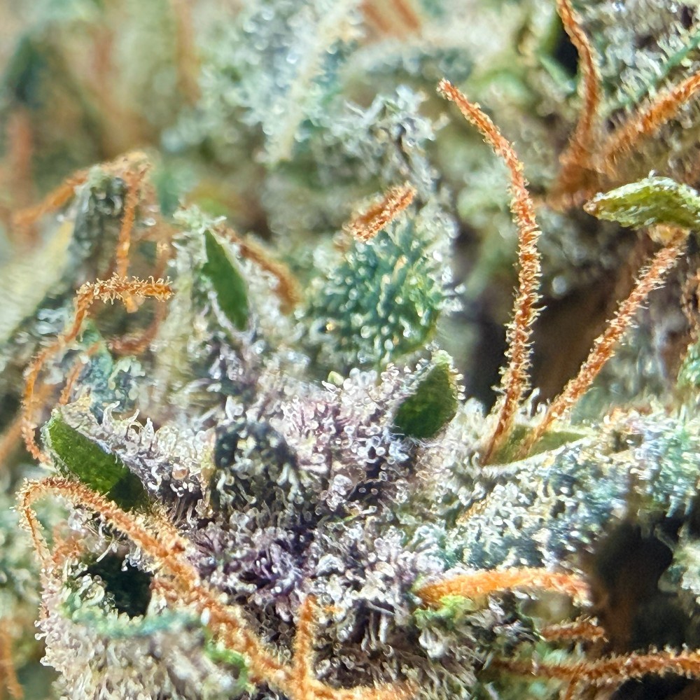 Ocarina Of Gaz CBD – Fleur indoor en sol vivant