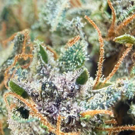 Ocarina Of Gaz CBD – Fleur indoor en sol vivant