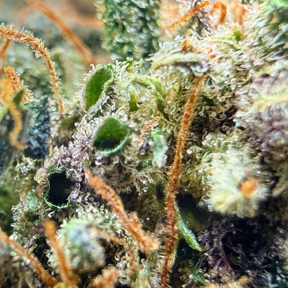 Ocarina Of Gaz CBD – Fleur indoor en sol vivant