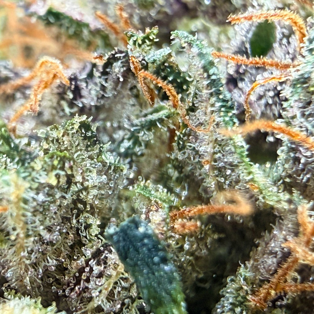 Ocarina Of Gaz CBD – Fleur indoor en sol vivant