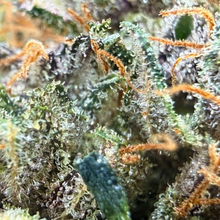 Ocarina Of Gaz CBD – Fleur indoor en sol vivant